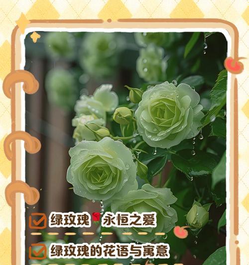 绿白色玫瑰花代表什么？绿白色玫瑰花的寓意是什么？