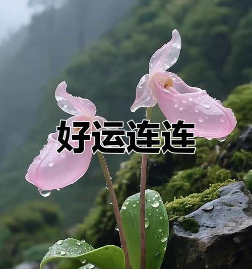 哪种花象征健康幸福和财富？