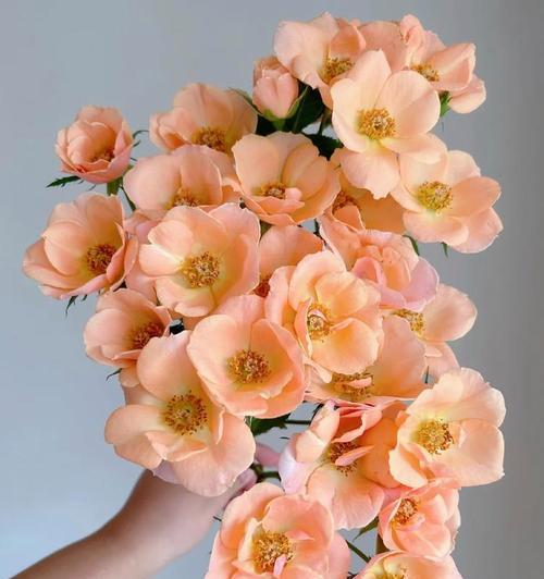 多头玫瑰手捧花代表什么？手捧花的寓意有哪些？