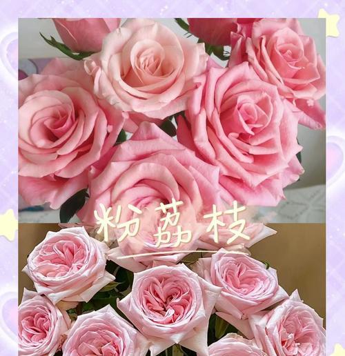 粉色玫瑰花送给闺密有何寓意？