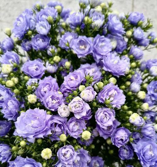 宝蓝色花的寓意是什么？宝蓝色花卉的特殊含义？