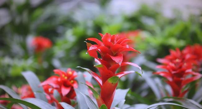 什么花寓意好运吉利？选择这些花有什么好处？