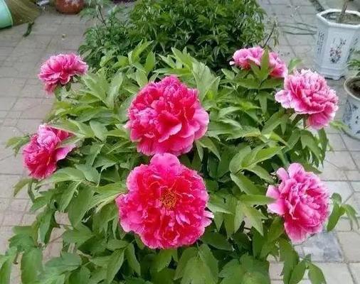 什么花寓意好运吉利？选择这些花有什么好处？