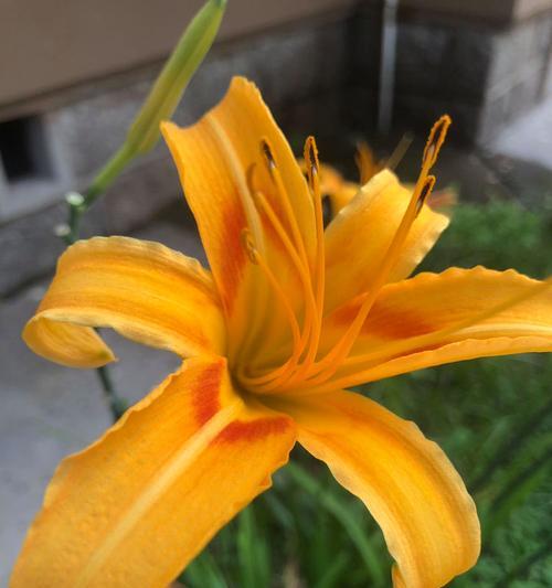橙黄色花的寓意和象征是什么？橙黄色花代表什么？
