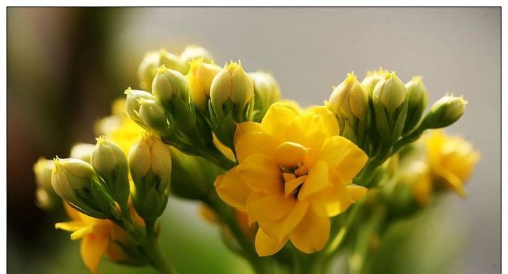 橙黄色花的寓意和象征是什么？橙黄色花代表什么？