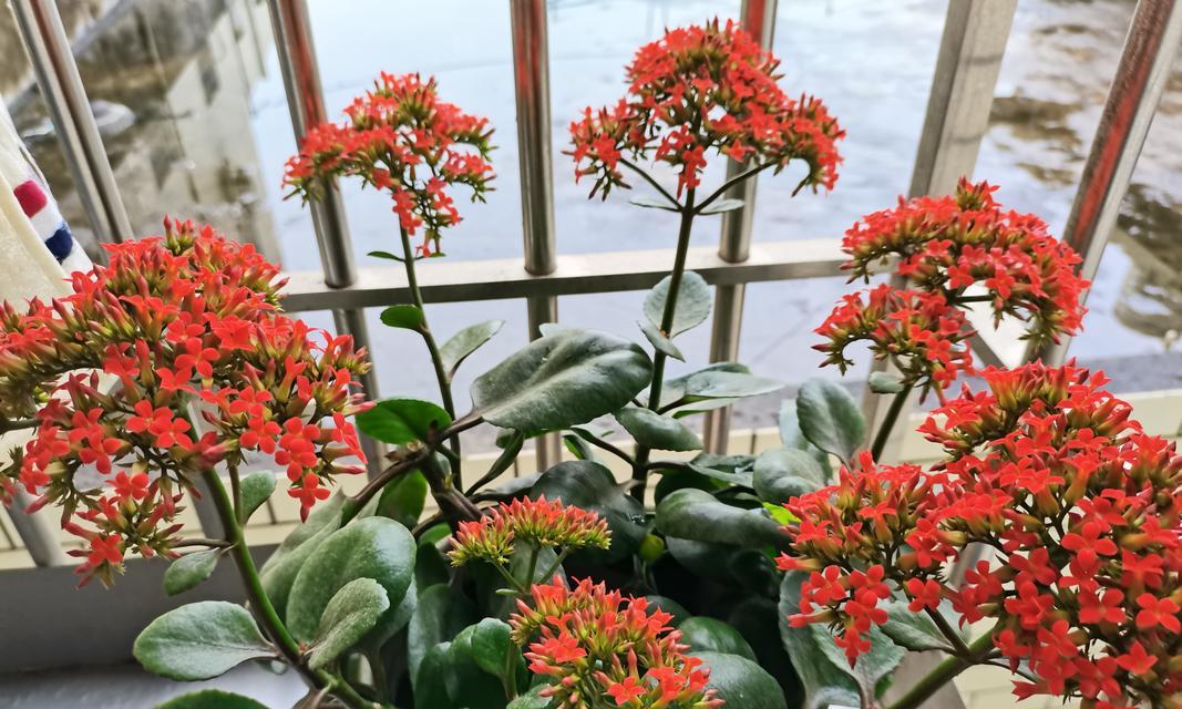 凤尾长寿花的寓意和花语是什么？