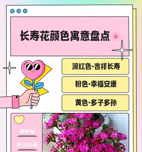凤尾长寿花的寓意和花语是什么？