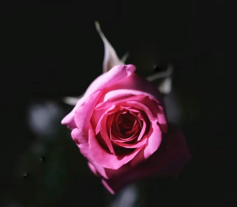 黑色的花代表什么意义？黑色花朵的象征含义是什么？