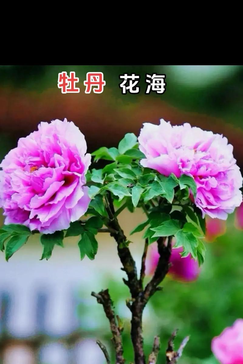 富贵花的寓意和意义是什么？它们象征什么？