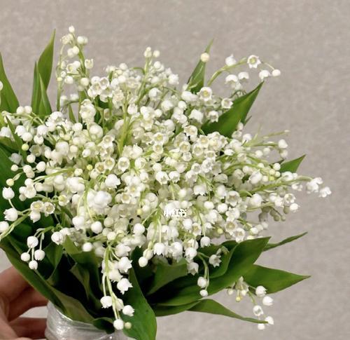 铃兰大手捧花代表什么？