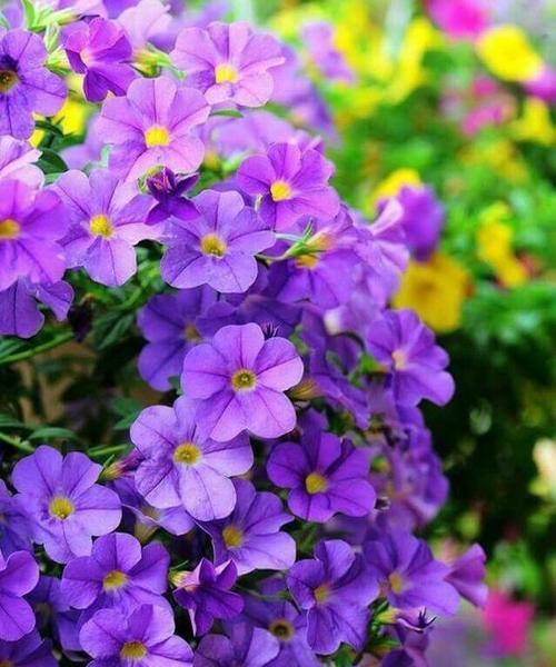 月色尚浅的花语有何含义？这一花语背后的故事是什么？