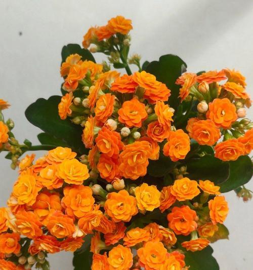 橘色花朵象征着什么？