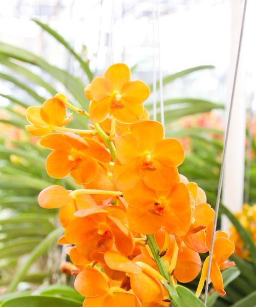 黄色花代表什么？黄色象征耀眼的花有哪些？