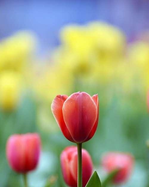 黄色花代表什么？黄色象征耀眼的花有哪些？