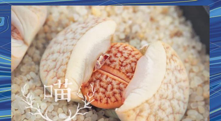 白色生石花象征着什么？白色生石花的花语是什么？