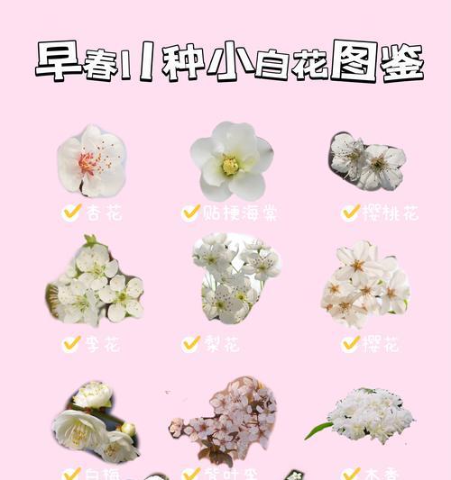 寓意幸福的白色花有哪些？