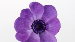 绒花树紫色花朵代表什么含义？
