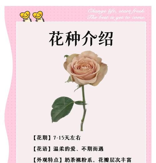 哪种花寓意暗恋爱情？暗恋爱情花语是什么？