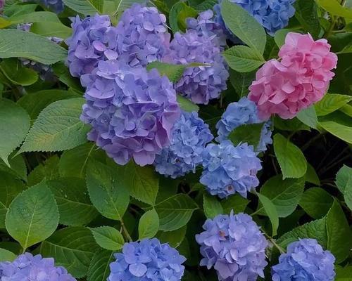 粉蓝色花的寓意是什么？粉蓝色花语代表什么？