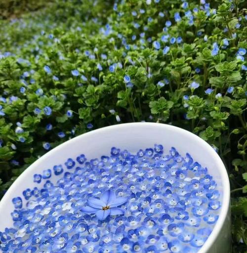 粉蓝色花的寓意是什么？粉蓝色花语代表什么？