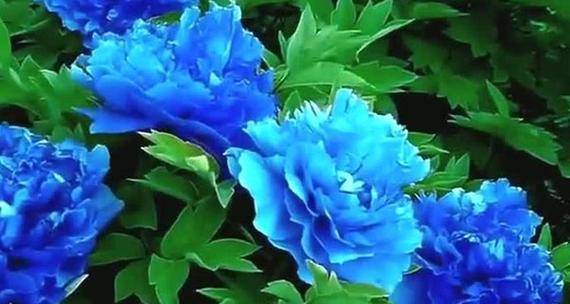 粉蓝色花的寓意是什么？粉蓝色花语代表什么？