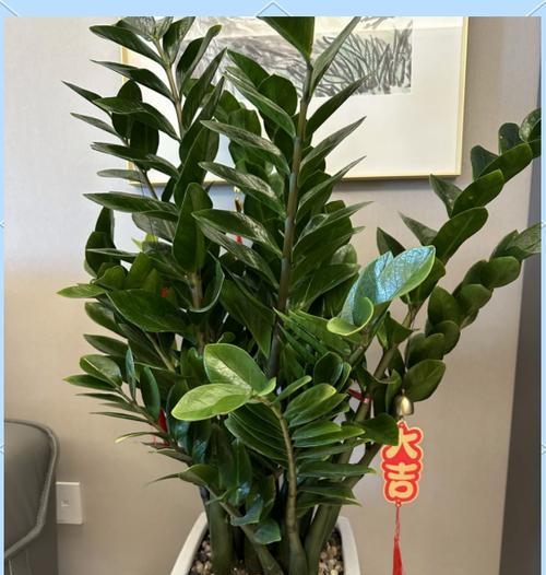哪种花寓意平安吉祥？平安花的寓意是什么？