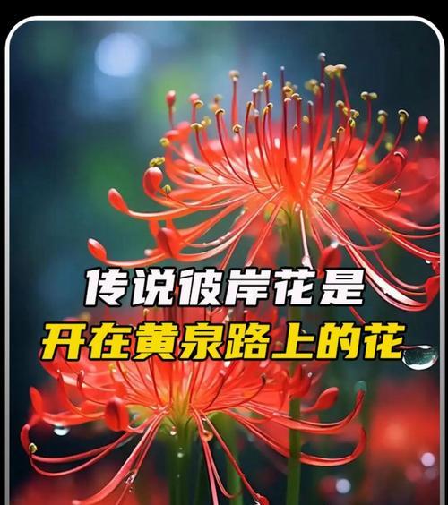 彼岸花的传说及其意义是什么？