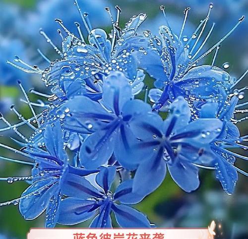 紫蓝色彼岸花的寓意是什么？
