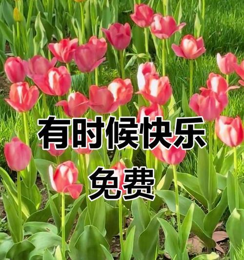 哪种花寓意让人开心快乐？