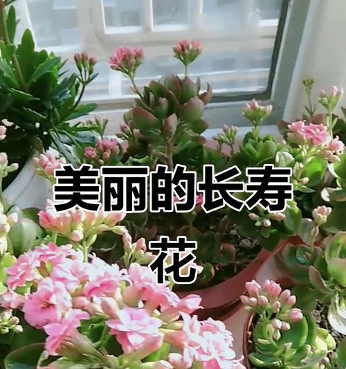 哪些花在中国象征长寿？长寿花有哪些寓意？