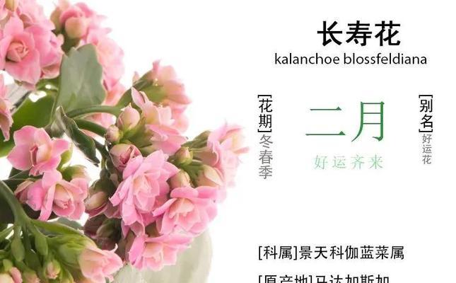 哪些花在中国象征长寿？长寿花有哪些寓意？