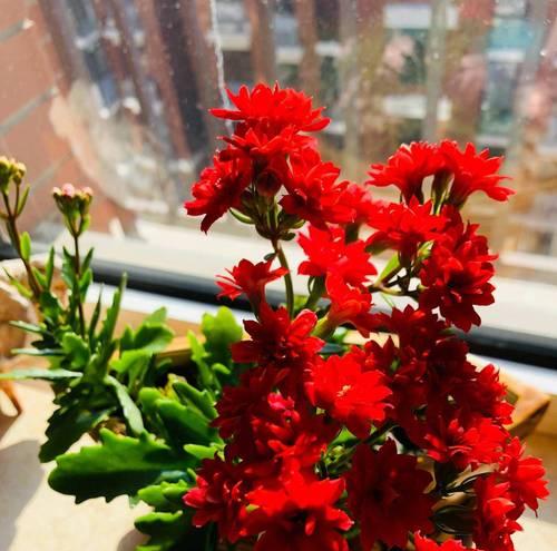 哪些花在中国象征长寿？长寿花有哪些寓意？