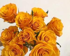 道具橘黄色玫瑰花的寓意是什么？橘黄色玫瑰花的象征意义是什么？