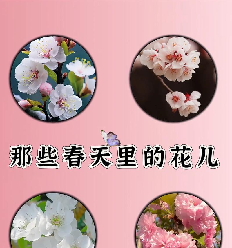 春天爱情美颜的花代表什么？