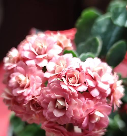 长寿花的名字是什么？长寿花的寓意是什么？