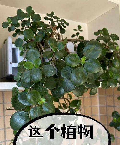 长寿花的名字是什么？长寿花的寓意是什么？