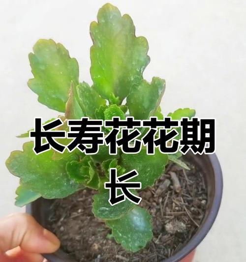 长寿花的名字是什么？长寿花的寓意是什么？