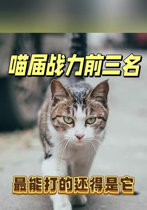 三花和狸花的爱情含义是什么？它们象征着怎样的爱情故事？