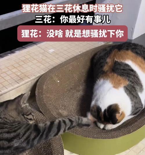 三花和狸花的爱情含义是什么？它们象征着怎样的爱情故事？