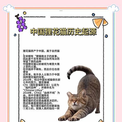 三花和狸花的爱情含义是什么？它们象征着怎样的爱情故事？