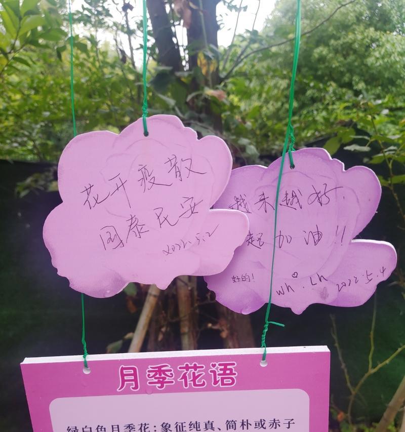 如何选择合适的花表达浪漫愿望？许愿浪漫花语大全有哪些推荐？