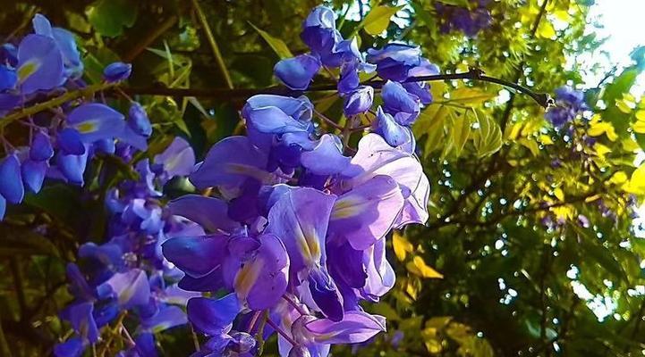 蓝色栀子花代表什么？它的花语是什么？