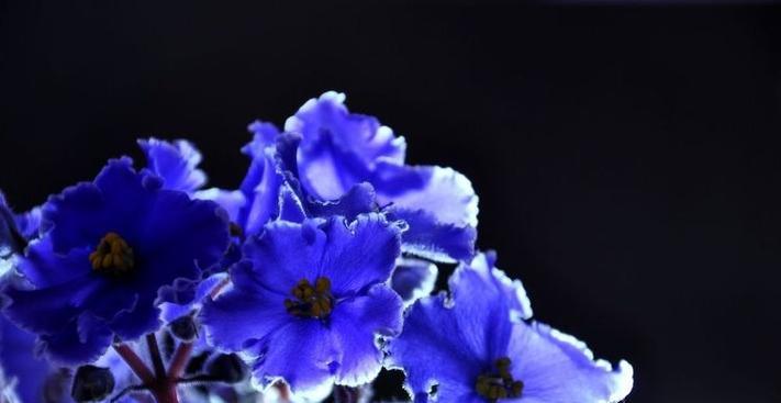 蓝色栀子花代表什么？它的花语是什么？
