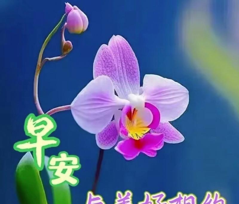 哪种花寓意着祝你幸福？