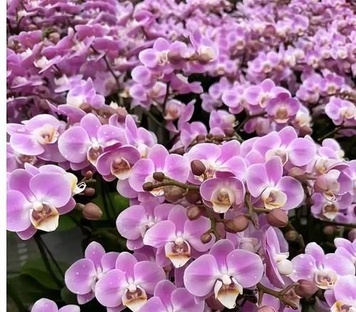 哪种粉色的花寓意成功？