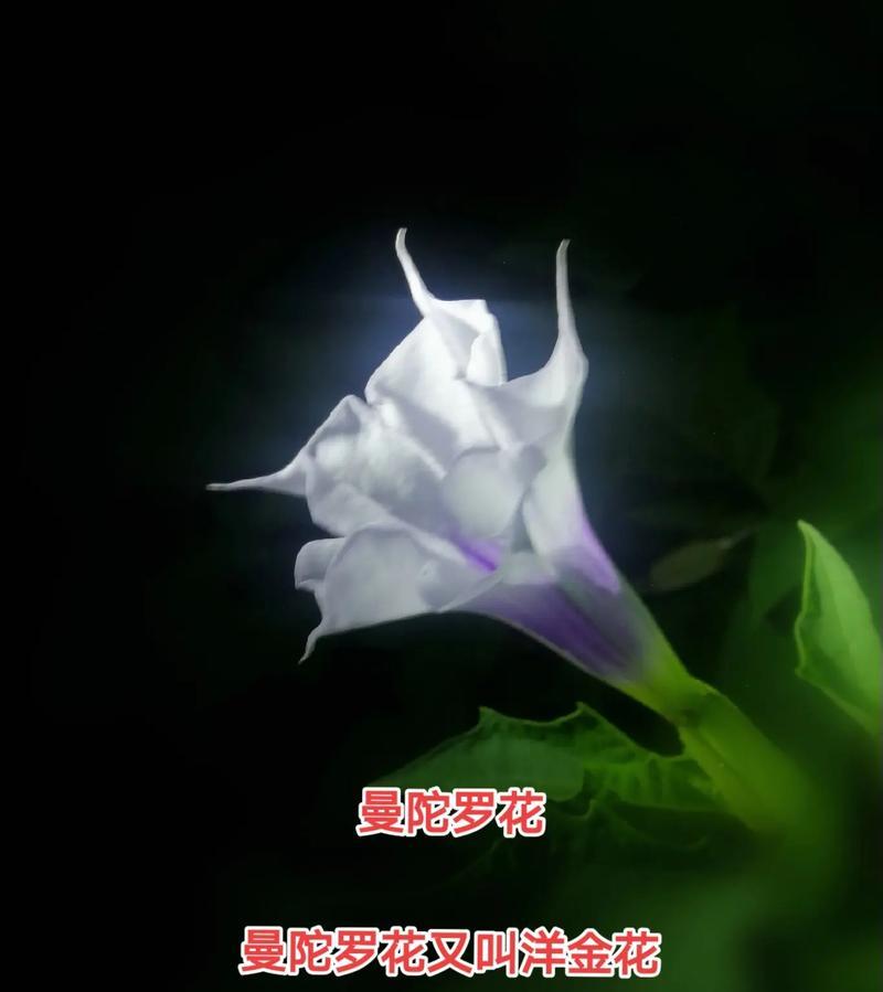 八节齐花四进果有何深层含义？