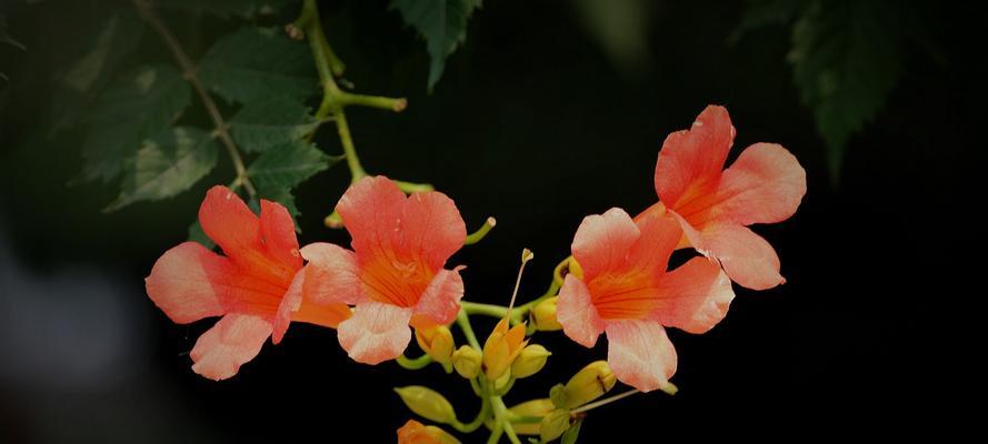 八节齐花四进果有何深层含义？