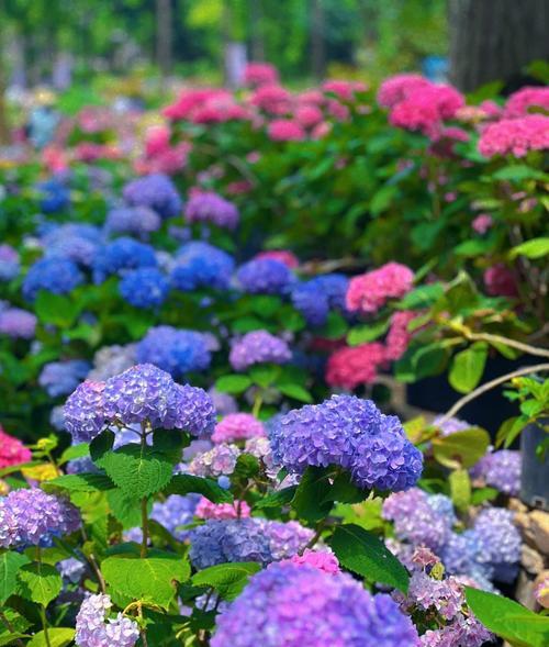 橘色绣球花的寓意是什么？橘色绣球花的花语有哪些？