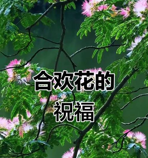 春节上香时用哪些花？这些花的寓意是什么？
