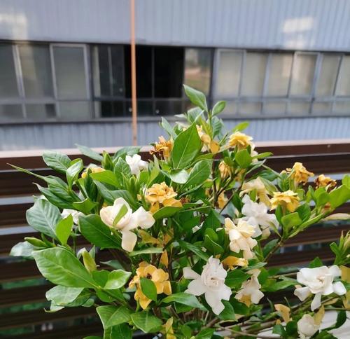 春节上香时用哪些花？这些花的寓意是什么？